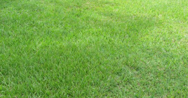 Green Argentine Bahia grass